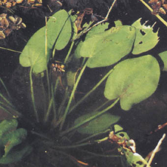 Echinodorus grandiflorus